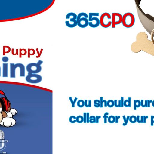 You should buy THIS, type of collar for your puppy.