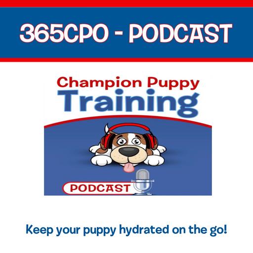 Keeping your puppy hyrdrated on the go!