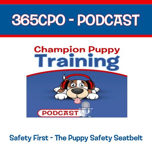 Safety First with Puppy Seat Belts