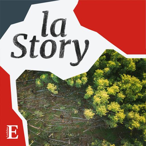 Comment va réellement la forêt ?