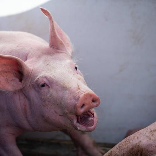 Christian Hussel: Fleischfabrik