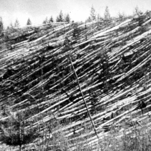 Claudia Schmölders: Der Meteor von Tunguska