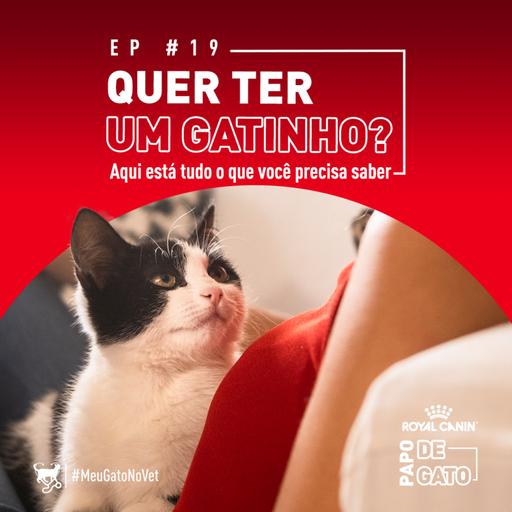 Tudo o que você precisa saber se quer ter um gato