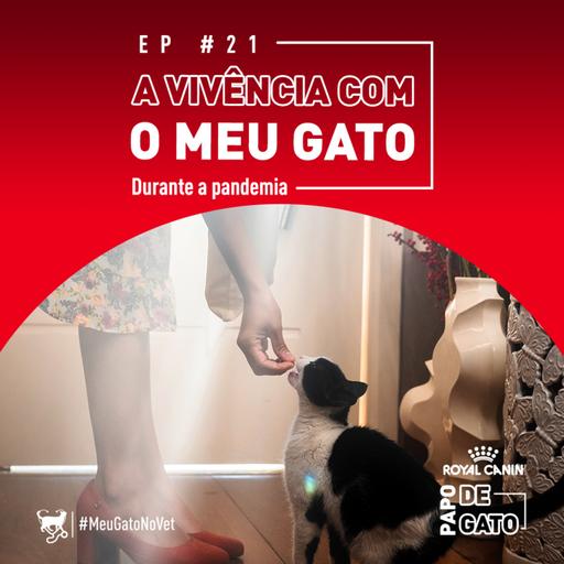 A vivência com meu gato durante a pandemia