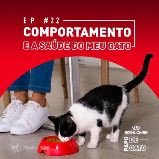 O que o comportamento do meu gato revela sobre a saúde dele?