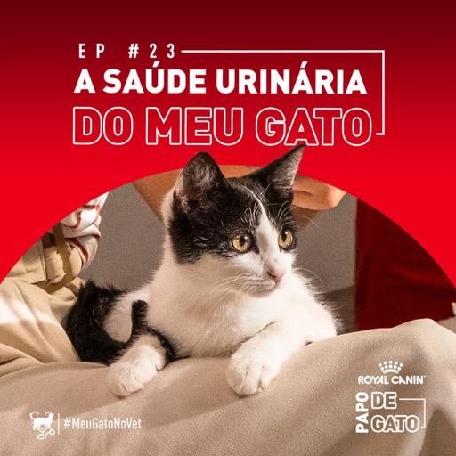 A saúde urinária do meu gato