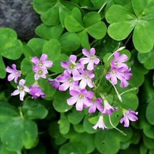 "Đất hoa": Nơi hạnh phúc nở hoa