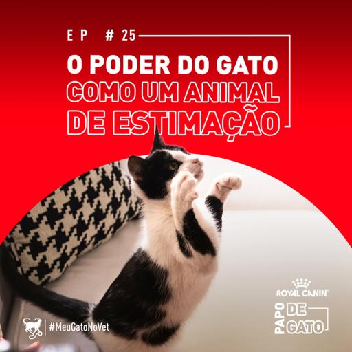 O poder do gato como animal de estimação