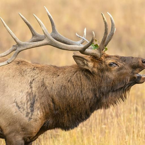 National Park Nature Walks, Episode 10: The Otherworldly Sounds of an Elk Rut