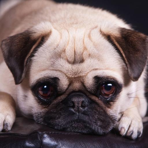 Immer auf die Schnauze - Was der Mensch mit dem Mops macht