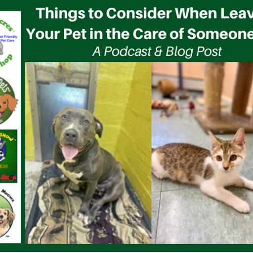 WoofMeowShow-2021-10-02-Things to Consider When Leaving Your Pet in the Care of Someone Else