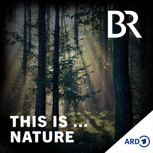 Meditative Natursounds: Waldbaden im Bayerischen Wald