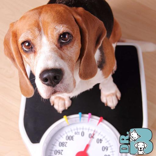 Tips para BAJAR de PESO- Albondiga la perrita gordita