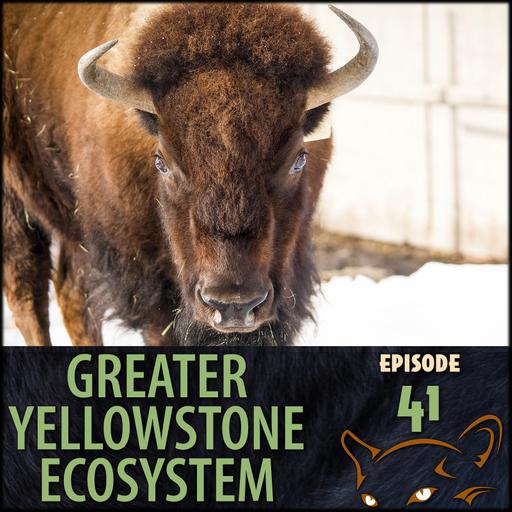 Episode 41: Bison