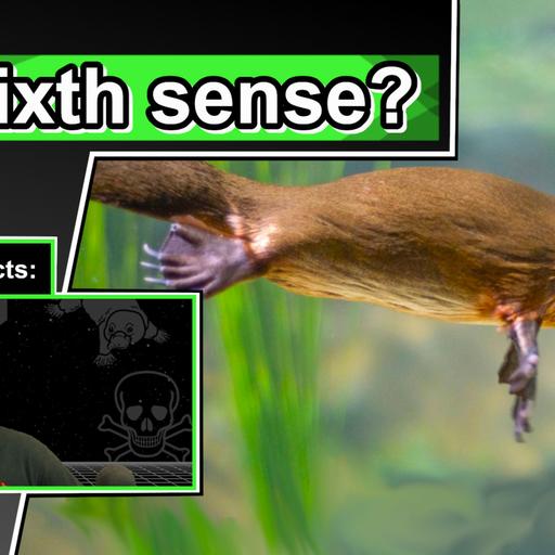 10 Cool Facts about Playtpuses