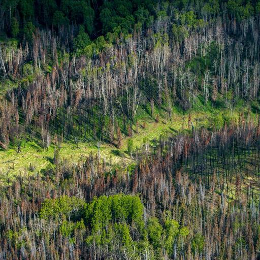 As Forests Burn, a Climate Puzzle Materializes in the Far North