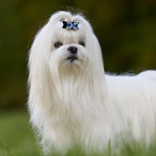 PULGAS- Lucy es muy ELEGANTE y PULGOSA