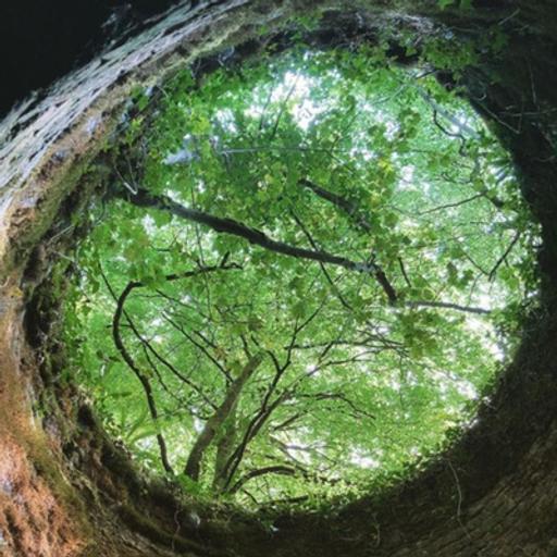 Episode 1: Albert the Giant Dog-Attacking Sheep