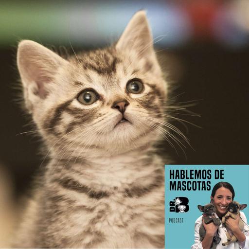 ¡Ayuda! ¡Adopté un Gato!