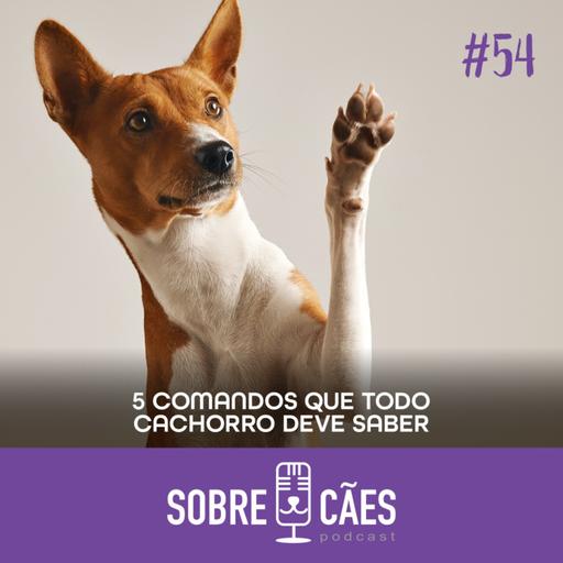 Dicas de adestramento 5 comando que todo cachorro deve saber