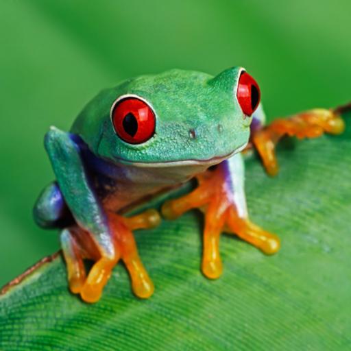 Frogs & Toads