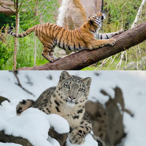 Tigers & Snow Leopards