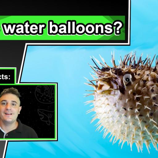 Pufferfish Facts | 10 Animal Facts about Pufferfish