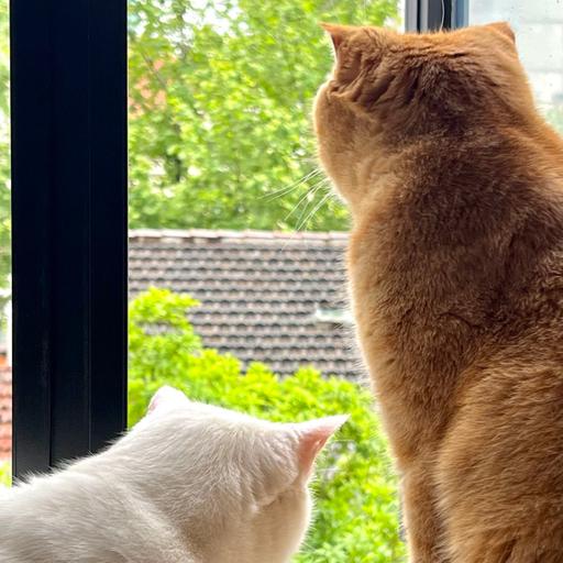 Steve说282期 - 听众来信：糟糕的关系和没有关系，哪个更难忍？