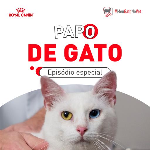 Episódio especial: Quem cuida da saúde do meu gato?