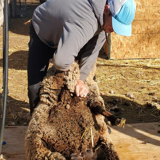 Adventures in Shearing