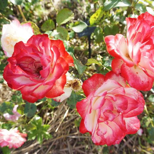 Comment choisir ses rosiers