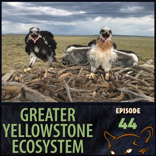 Ferruginous Hawks and the Climate Crisis