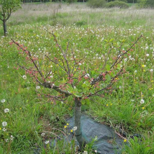 La taille de formation des arbres fruitiers à noyaux
