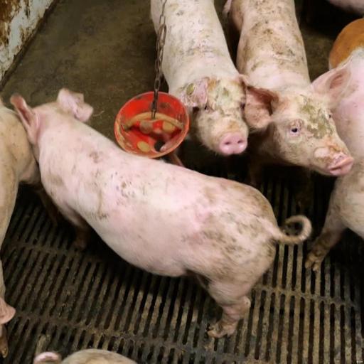 Finnische Schweinezüchter sorgen für mehr Tierwohl