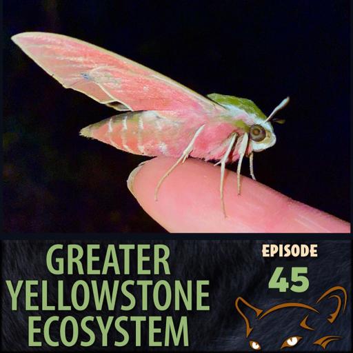 Episode 45: Montana Moth Project