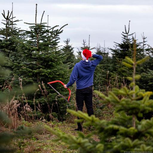 Auf der Suche nach dem perfekten Weihnachtsbaum