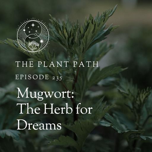 Mugwort: The Herb for Dreams