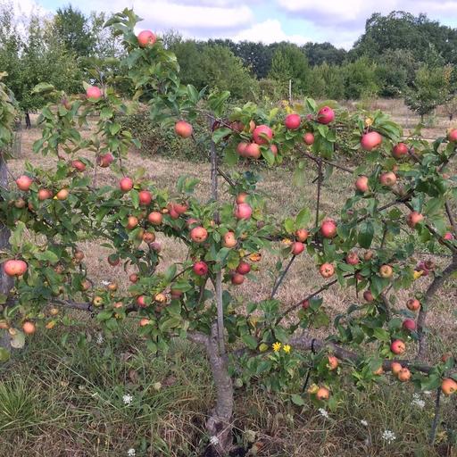 Taille d'hiver des arbres fruitiers palissés