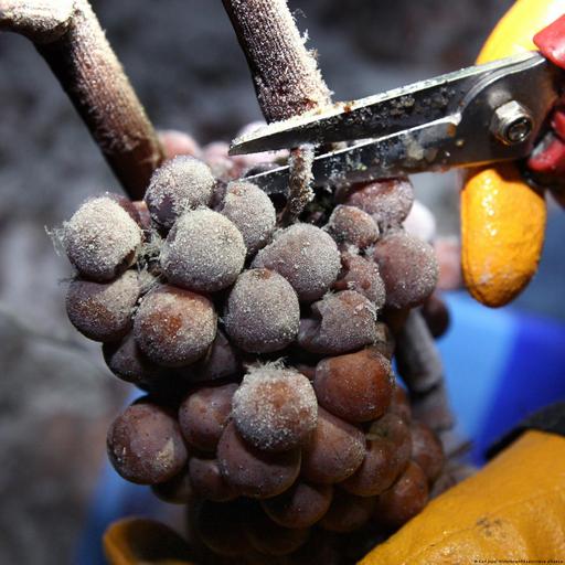 Eiswein – ein besonderer Tropfen