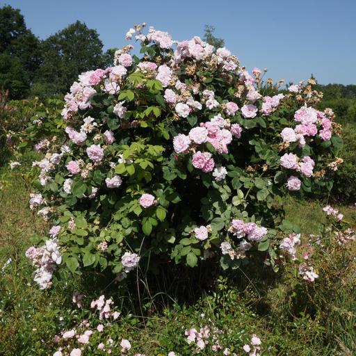 La taille d'hiver des rosiers
