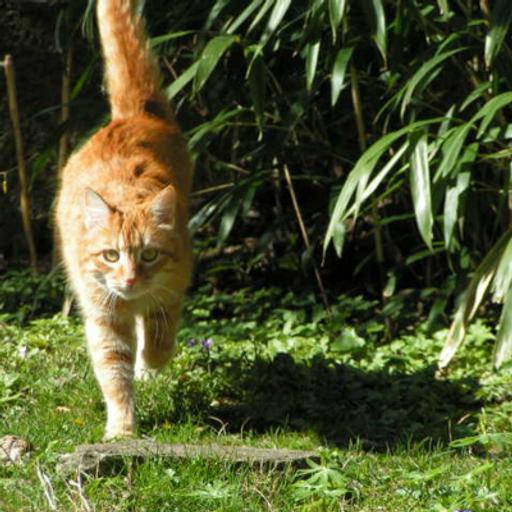 Eine Katze beim Meditieren? Eine Geschichte von Paolo Coelho nacherzählt
