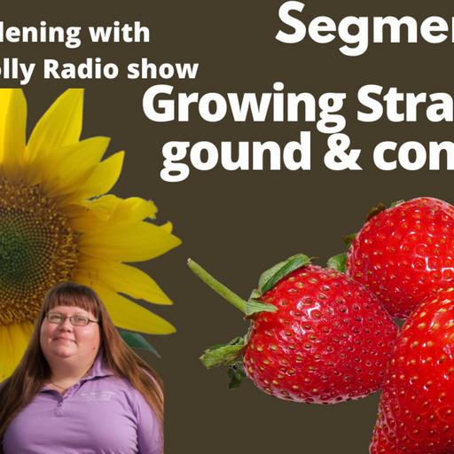 Episode 983: Segment 2 of S7E1 Strawberries growing, - The Gardening with Joey & Holly Radio show