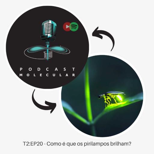 T2: EP20 – Como é que os pirilampos brilham?