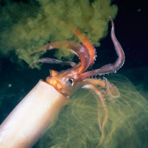 Squid Podcast For Kids