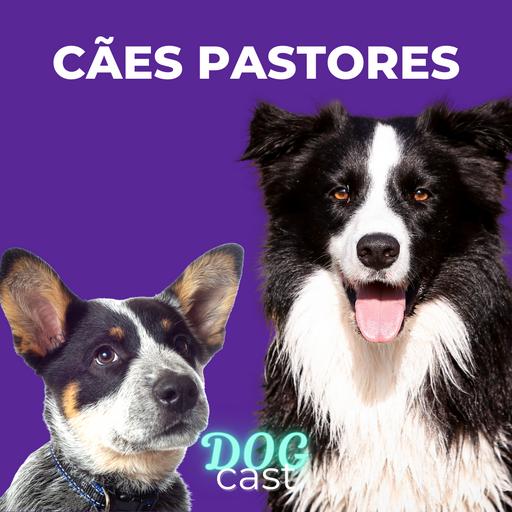 #27 - CÃES PASTORES