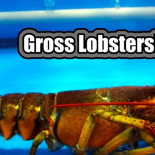 5 Gross Lobster Facts Short