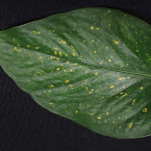 Episode 216 - Yellow speckles on old pothos leaves?