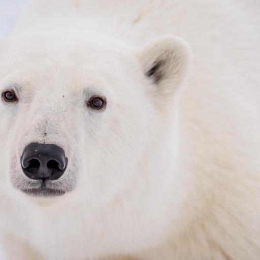 Que faire quand il y a un ours polaire dans votre jardin | Alysa McCall