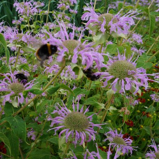 Les belles fleurs de l'été : le jardin de Hermannshof