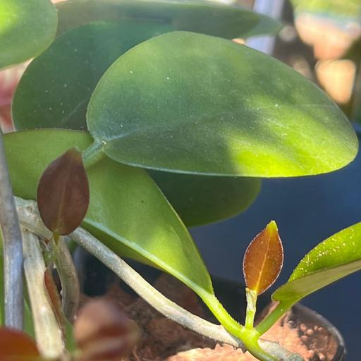 Episode 218 - Propagating plants for fundraisers!